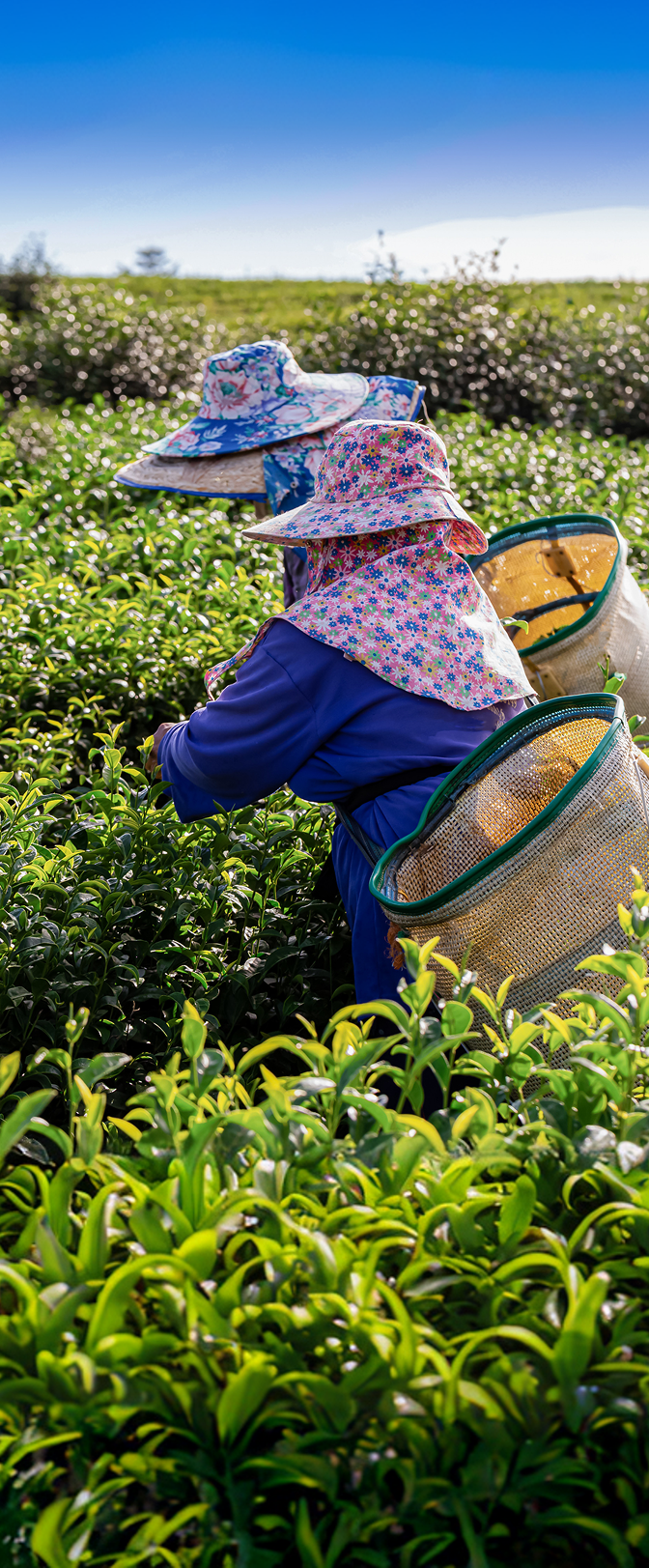 Image - image_3xWA8r